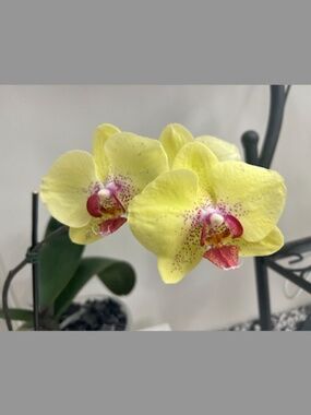 UNIQUE PHALAENOPSIS ORCHID FROM THE GREEN HOUSE YELLOW/LIME LARGE BLOOMS!